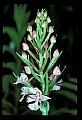 01113-00098-Large Purple-fringed Orchid, Habenaria psycodes.jpg
