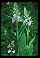 01113-00111-Large Purple-fringed Orchid, Habenaria psycodes.jpg