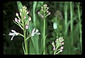 01113-00114-Large Purple-fringed Orchid, Habenaria psycodes.jpg