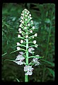 01113-00131-Large Purple-fringed Orchid, Habenaria psycodes.jpg