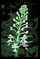 01113-00143-Large Purple-fringed Orchid, Habenaria psycodes.jpg