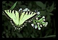 01113-00154-Large Purple-fringed Orchid, Habenaria psycodes.jpg