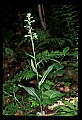 01117-00001-Ragged-fringed Orchid, Platanthera lacera.jpg