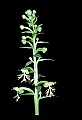 01117-00005-Ragged-fringed Orchid, Platanthera lacera.jpg