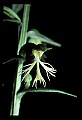 01117-00006-Ragged-fringed Orchid, Platanthera lacera.jpg