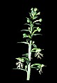 01117-00007-Ragged-fringed Orchid, Platanthera lacera.jpg