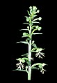 01117-00011-Ragged-fringed Orchid, Platanthera lacera.jpg