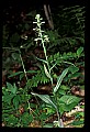 01117-00016-Ragged-fringed Orchid, Platanthera lacera.jpg