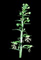 01117-00019-Ragged-fringed Orchid, Platanthera lacera.jpg