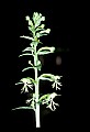 01117-00021-Ragged-fringed Orchid, Platanthera lacera.jpg