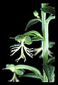 01117-00026-Ragged-fringed Orchid, Platanthera lacera.jpg