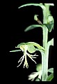 01117-00030-Ragged-fringed Orchid, Platanthera lacera.jpg