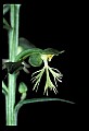 01117-00035-Ragged-fringed Orchid, Platanthera lacera.jpg
