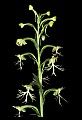 01117-00054-Ragged-fringed Orchid, Platanthera lacera.jpg