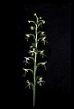 01117-00064-Ragged-fringed Orchid, Platanthera lacera.jpg