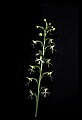 01117-00065-Ragged-fringed Orchid, Platanthera lacera.jpg
