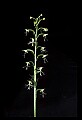 01117-00070-Ragged-fringed Orchid, Platanthera lacera.jpg