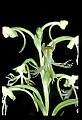 01117-00099-Ragged-fringed Orchid, Platanthera lacera.jpg