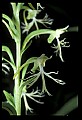 01117-00104-Ragged-fringed Orchid, Platanthera lacera.jpg