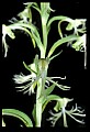01117-00105-Ragged-fringed Orchid, Platanthera lacera.jpg
