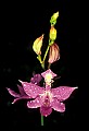 01123-00002-Grass Pink-Calopogon pulchellus.jpg