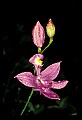 01123-00003-Grass Pink-Calopogon pulchellus.jpg