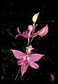 01123-00004-Grass Pink-Calopogon pulchellus.jpg