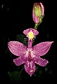01123-00007-Grass Pink-Calopogon pulchellus.jpg