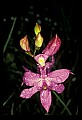 01123-00008-Grass Pink-Calopogon pulchellus.jpg