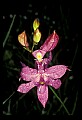 01123-00009-Grass Pink-Calopogon pulchellus.jpg