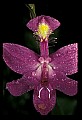 01123-00010-Grass Pink-Calopogon pulchellus.jpg