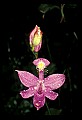 01123-00011-Grass Pink-Calopogon pulchellus.jpg