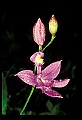 01123-00013-Grass Pink-Calopogon pulchellus.jpg