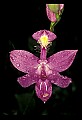 01123-00014-Grass Pink-Calopogon pulchellus.jpg