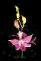 01123-00016-Grass Pink-Calopogon pulchellus.jpg