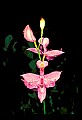 01123-00023-Grass Pink-Calopogon pulchellus.jpg