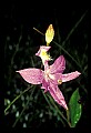 01123-00024-Grass Pink-Calopogon pulchellus.jpg