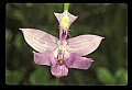 01123-00025-Grass Pink-Calopogon pulchellus.jpg