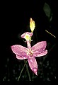 01123-00027-Grass Pink-Calopogon pulchellus.jpg