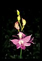 01123-00028-Grass Pink-Calopogon pulchellus.jpg