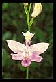 01123-00032-Grass Pink-Calopogon pulchellus.jpg