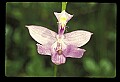 01123-00034-Grass Pink-Calopogon pulchellus.jpg