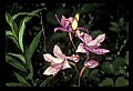 01123-00035-Grass Pink-Calopogon pulchellus.jpg