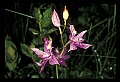 01123-00037-Grass Pink-Calopogon pulchellus.jpg