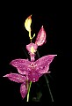 01123-00038-Grass Pink-Calopogon pulchellus.jpg
