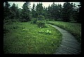 01123-00039-Grass Pink-Calopogon pulchellus.jpg