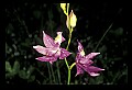 01123-00041-Grass Pink-Calopogon pulchellus.jpg