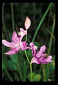 01123-00042-Grass Pink-Calopogon pulchellus.jpg