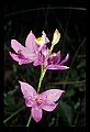 01123-00043-Grass Pink-Calopogon pulchellus.jpg