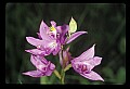 01123-00044-Grass Pink-Calopogon pulchellus.jpg